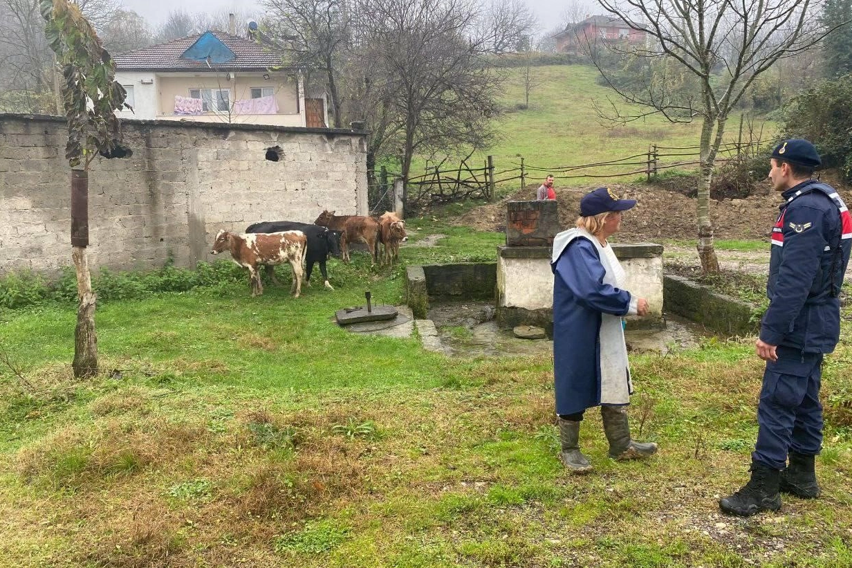 Zonguldak'ta kayıp büyükbaş hayvanlar sahibine teslim edildi