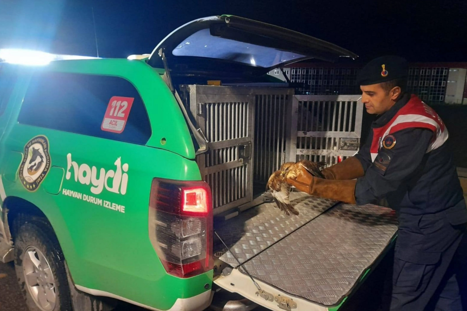 Afyon’da yaralı Kızıl Şahin bulundu haberinin görseli