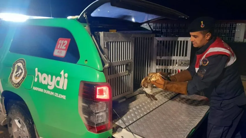 Afyon’da yaralı Kızıl Şahin bulundu haberinin görseli