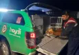Afyon’da yaralı Kızıl Şahin bulundu