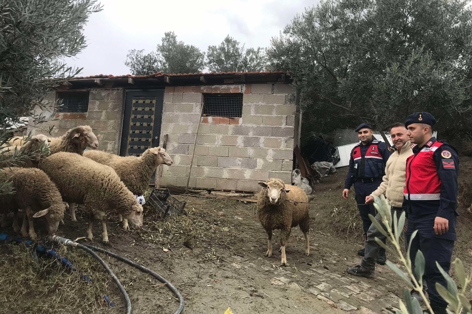 Aydın’da kaybolan koyunları, jandarma buldu haberinin görseli