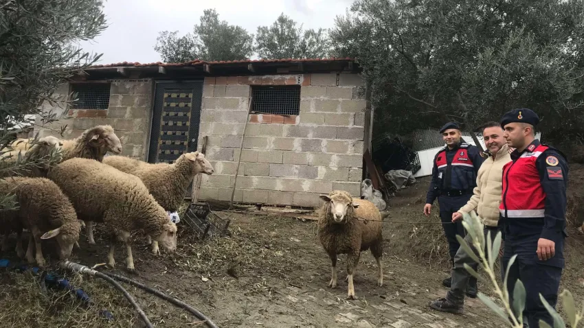Aydın’da kaybolan koyunları, jandarma buldu haberinin görseli