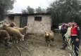 Aydın’da kaybolan koyunları, jandarma buldu