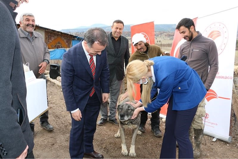 Bu hastalık köpeklerden insanlara bulaşıyor haberinin görseli