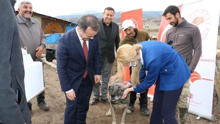 Bu hastalık köpeklerden insanlara bulaşıyor haberinin görseli