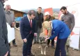 Bu hastalık köpeklerden insanlara bulaşıyor