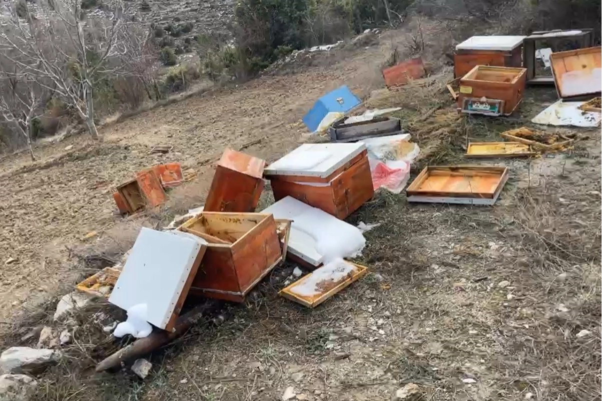 Kütahya’da ayılar 36 kovanı parçaladı, arılar telef oldu haberinin görseli
