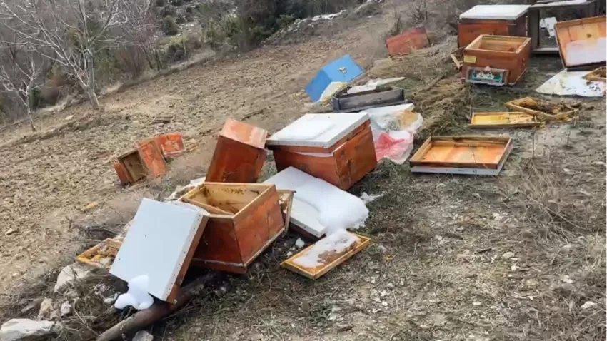 Kütahya’da ayılar 36 kovanı parçaladı, arılar telef oldu haberinin görseli