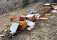 Kütahya’da ayılar 36 kovanı parçaladı, arılar telef oldu