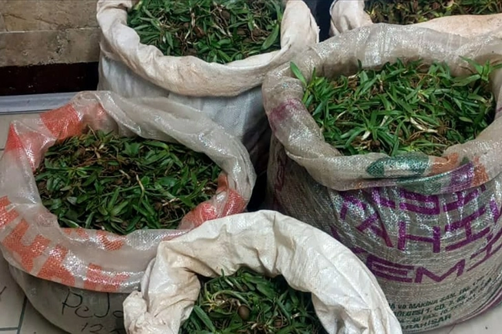  Salep soğanıyla yakalan kişiye ağır ceza haberinin görseli