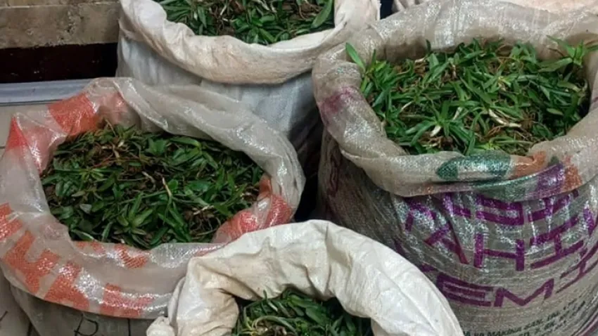  Salep soğanıyla yakalan kişiye ağır ceza haberinin görseli
