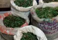  Salep soğanıyla yakalan kişiye ağır ceza