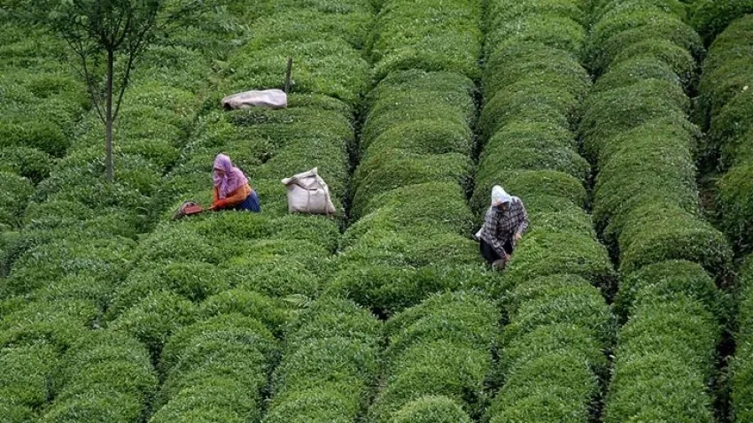 Türk çayı ihracatında son durum