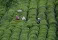 Türk çayı ihracatında son durum