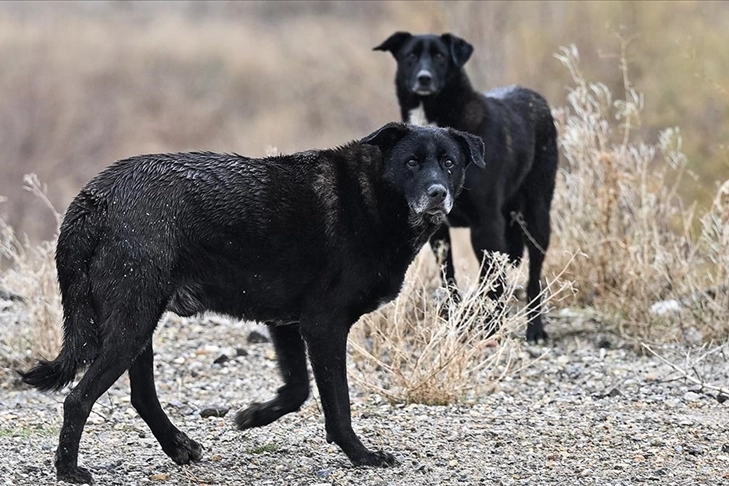 Ankara'da köpek saldırısına uğrayan çocuğun sağlık durumu iyiye gidiyor