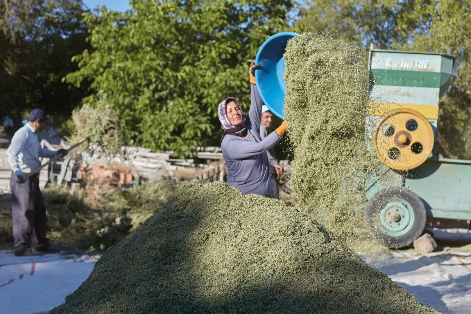 Denizli dünyanın kekik ambarı haline geldi