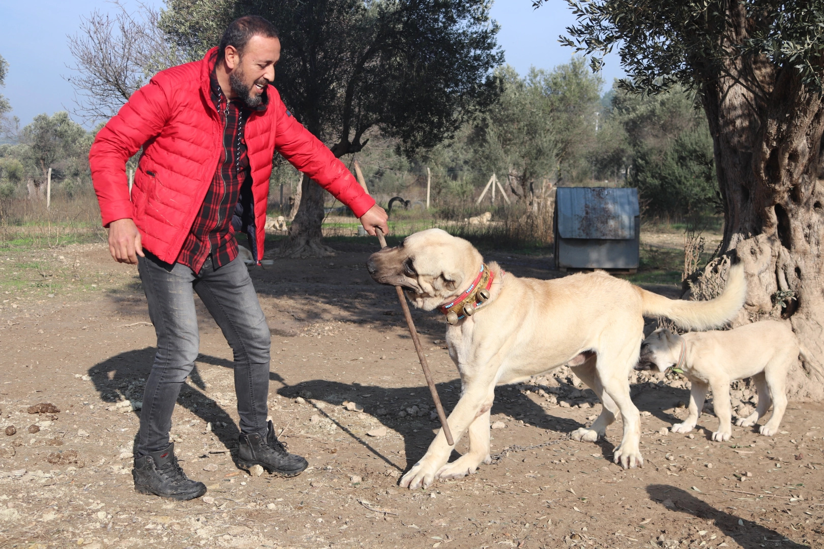 Köpek saldırıları için uzmanı uyardı