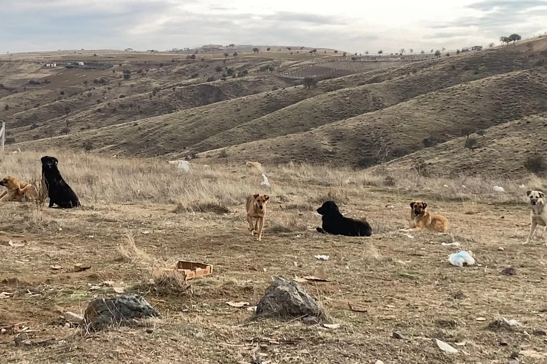 Ankara’da başıboş köpek sürüleri  görüntülendi 