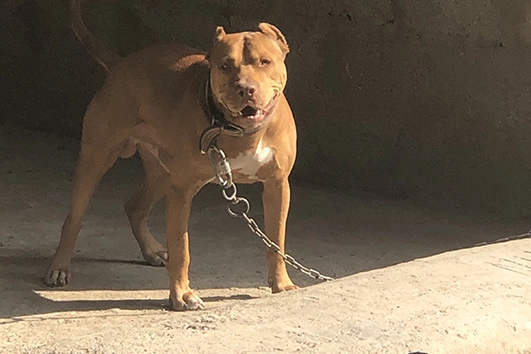 Aydın’da pitbull dehşeti: Köpeğini gezdiren kadına saldırdı