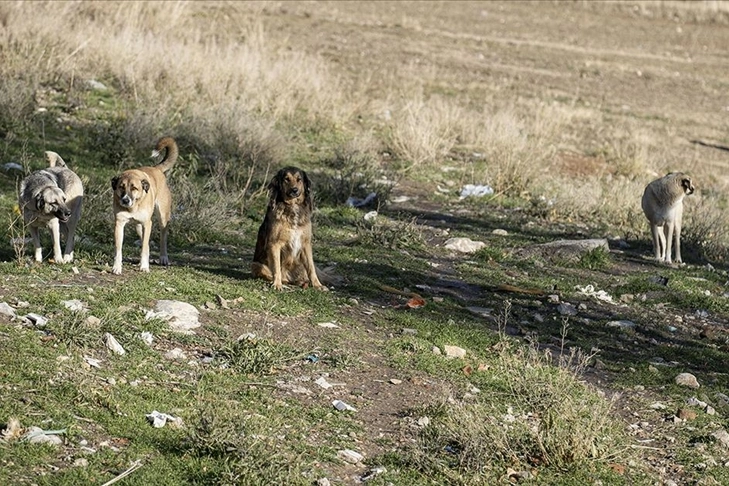 Hayvan sahiplenme şartları düzenlenmeli