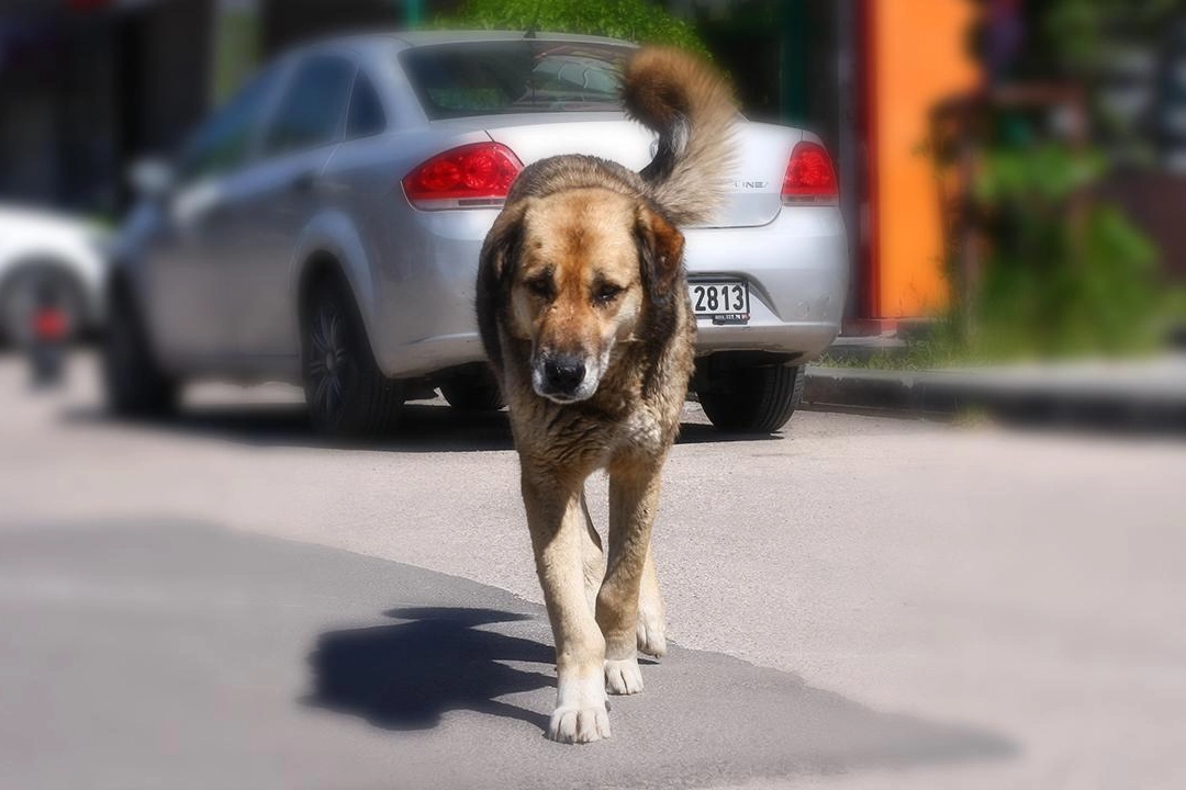 Hayvanseverlerden imza kampanyası: Sokak köpekleri öldürülmesin, sen de göz yumma!