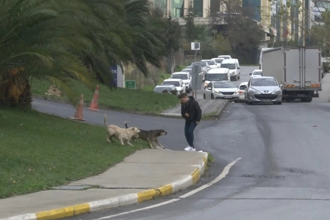 Başıboş gezen köpekler 1 kişiyi ısırdı, 3 kişi ise son anda kurtuldu