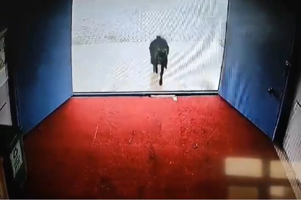 Yağmurdan kaçan keçi bakın nereye sığındı haberinin görseli
