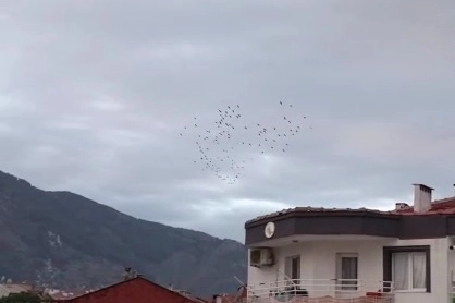 Manisa'da sığırcık kuşlarının dansı hayran bıraktı