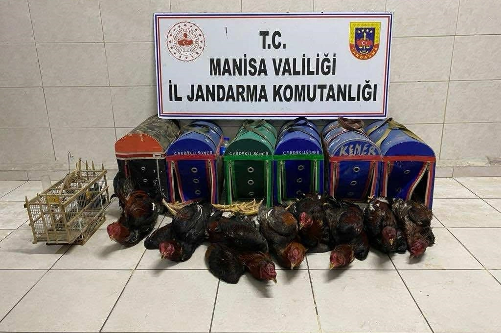 Kıraathaneyi horoz dövüşü ringine çevirmişler haberinin görseli