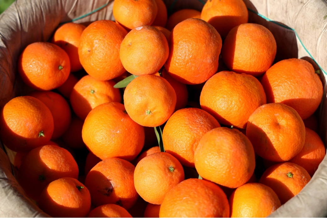 Adana'da mandalina hasadı çiftçinin yüzünü güldürdü