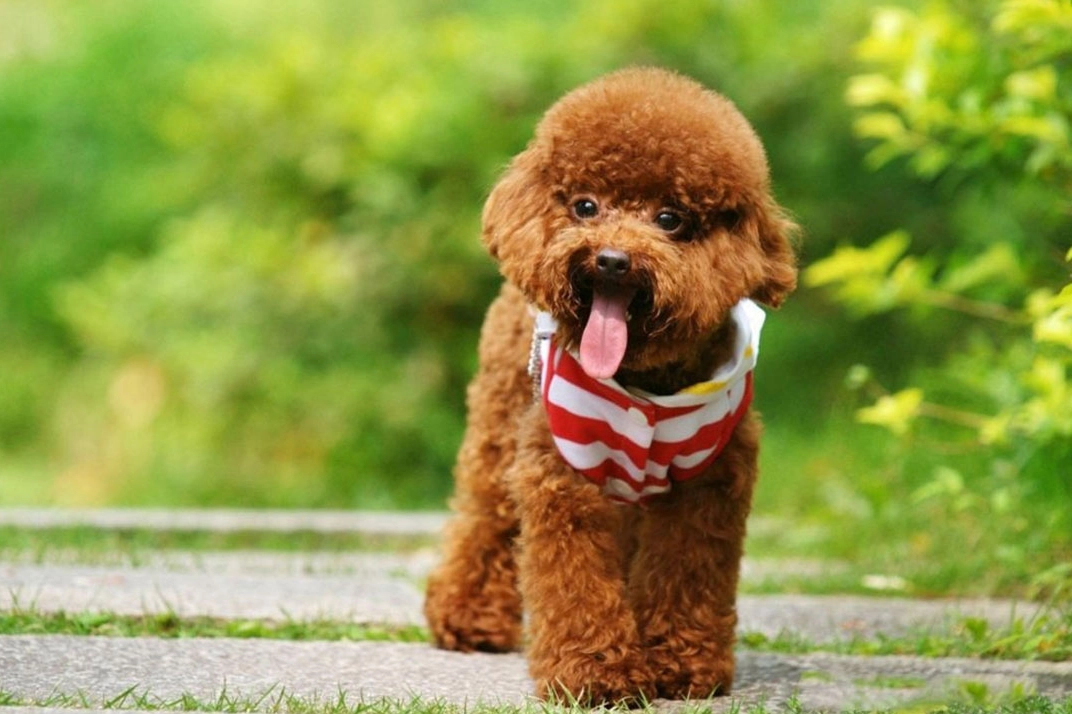 En popüler olan süs köpeği cinsleri nelerdir? Süs köpeği özellikleri neler?
