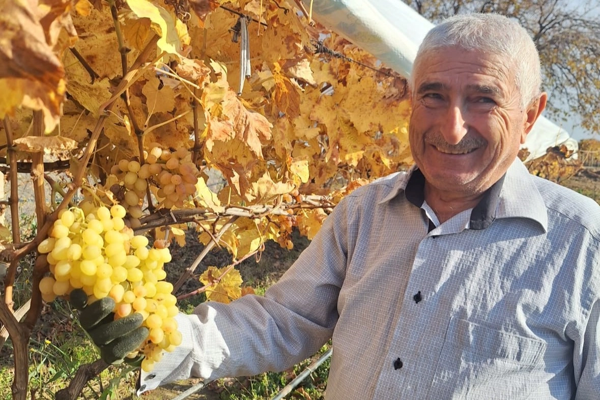 Manisa'nın Sultani üzümü yılbaşı için hasat edildi