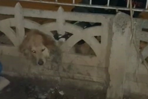 Başı duvara sıkışan köpeği itfaiye kurtardı haberinin görseli