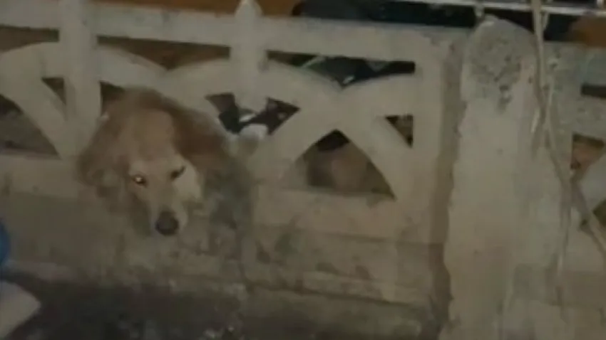 Başı duvara sıkışan köpeği itfaiye kurtardı haberinin görseli