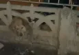 Başı duvara sıkışan köpeği itfaiye kurtardı
