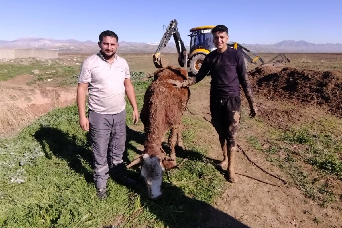 Çamura saplanan inek iki gün sonra böyle kurtarıldı haberinin görseli
