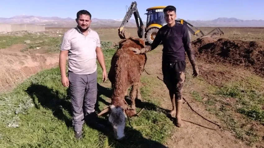 Çamura saplanan inek iki gün sonra böyle kurtarıldı haberinin görseli