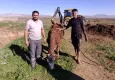 Çamura saplanan inek iki gün sonra böyle kurtarıldı