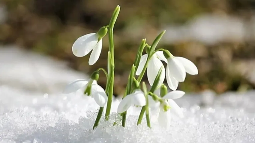 Çiçeklerin özdeşleştiği aylar ve sahip oldukları anlamlar haberinin görseli