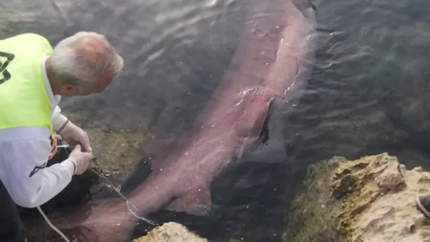 Mersin'de 4 metrelik 6 solungaçlı cam göz köpekbalığı kıyıya vurdu haberinin görseli