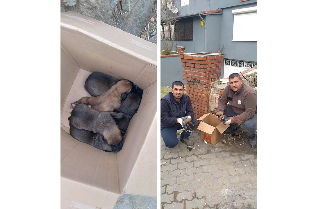 Çöp konteynerine atılan 5 yavru köpek kurtarıldı