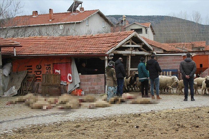 Sahipsiz köpekler dehşet saçtı: 20 küçükbaş hayvanı telef oldu