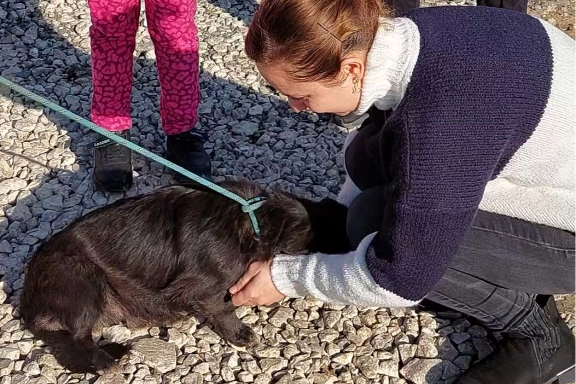 Düzce’den kaybolan köpek Edirne’de bulundu