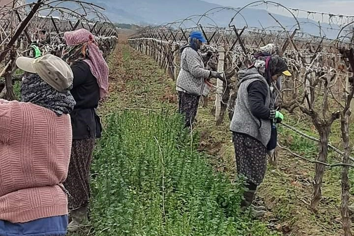 Manisa'nın Sarıgöl Ovası tarım işçisinin ekmek teknesi oldu