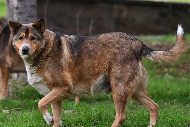 Sahipsiz köpeklerin saldırdığı hemşire canını zor kurtardı