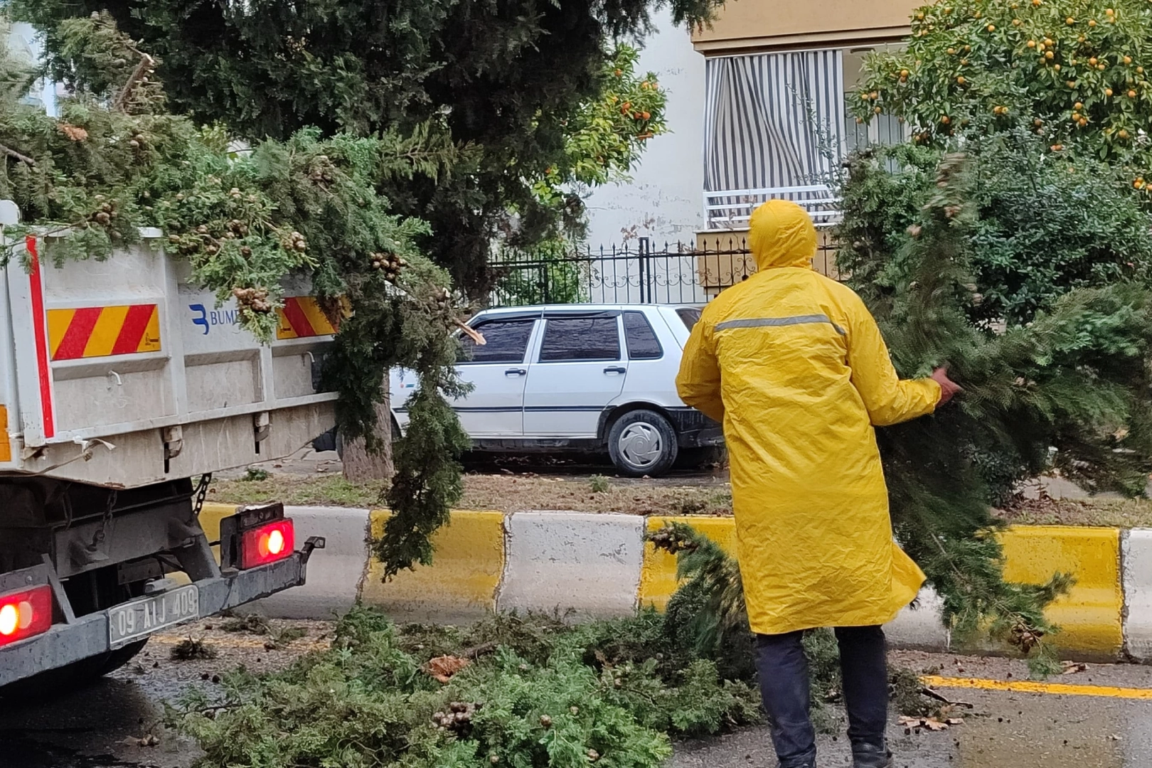 Aydın'daki ağaç toprağı yerinden kaldırdı haberinin görseli