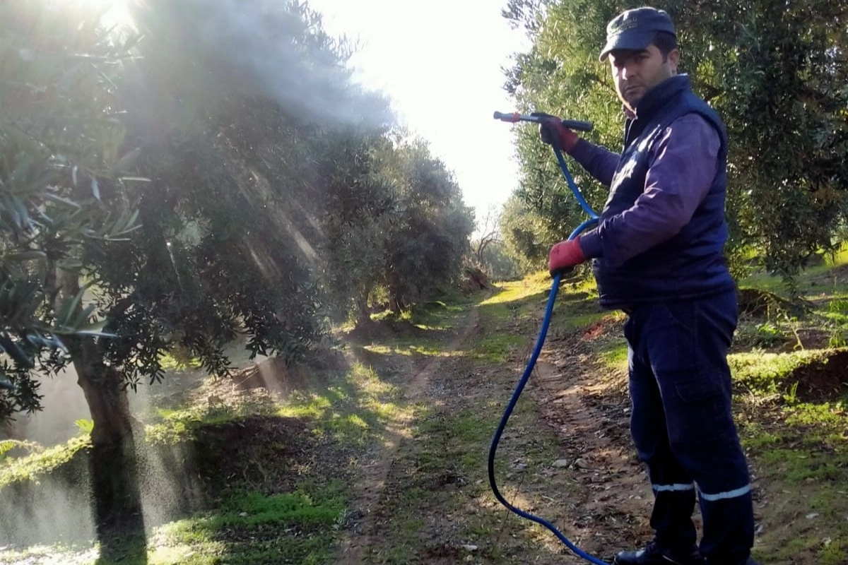 Manisa’da zeytin bahçeleri ilaçlanıyor