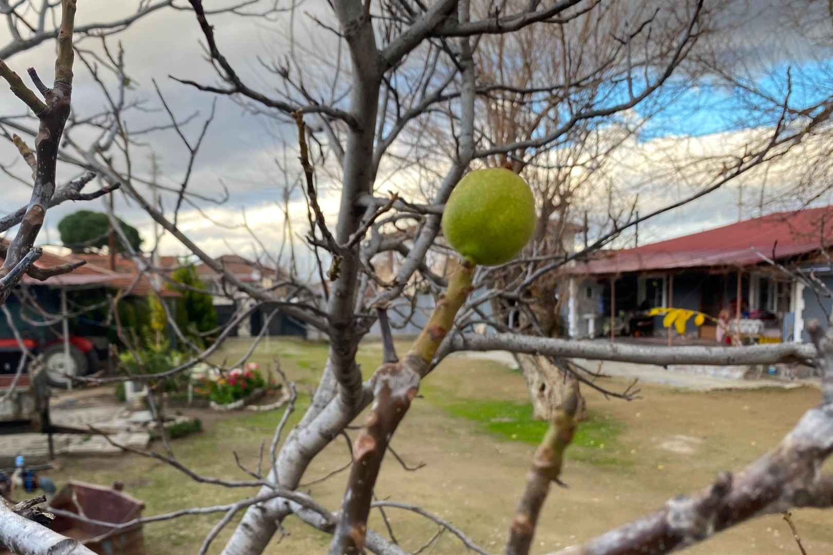 Manisa'da ceviz hasadı