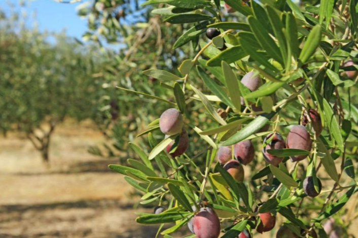 Zeytin ağacının anlamı nedir? Zeytin ağacı kaç yıl yaşar?