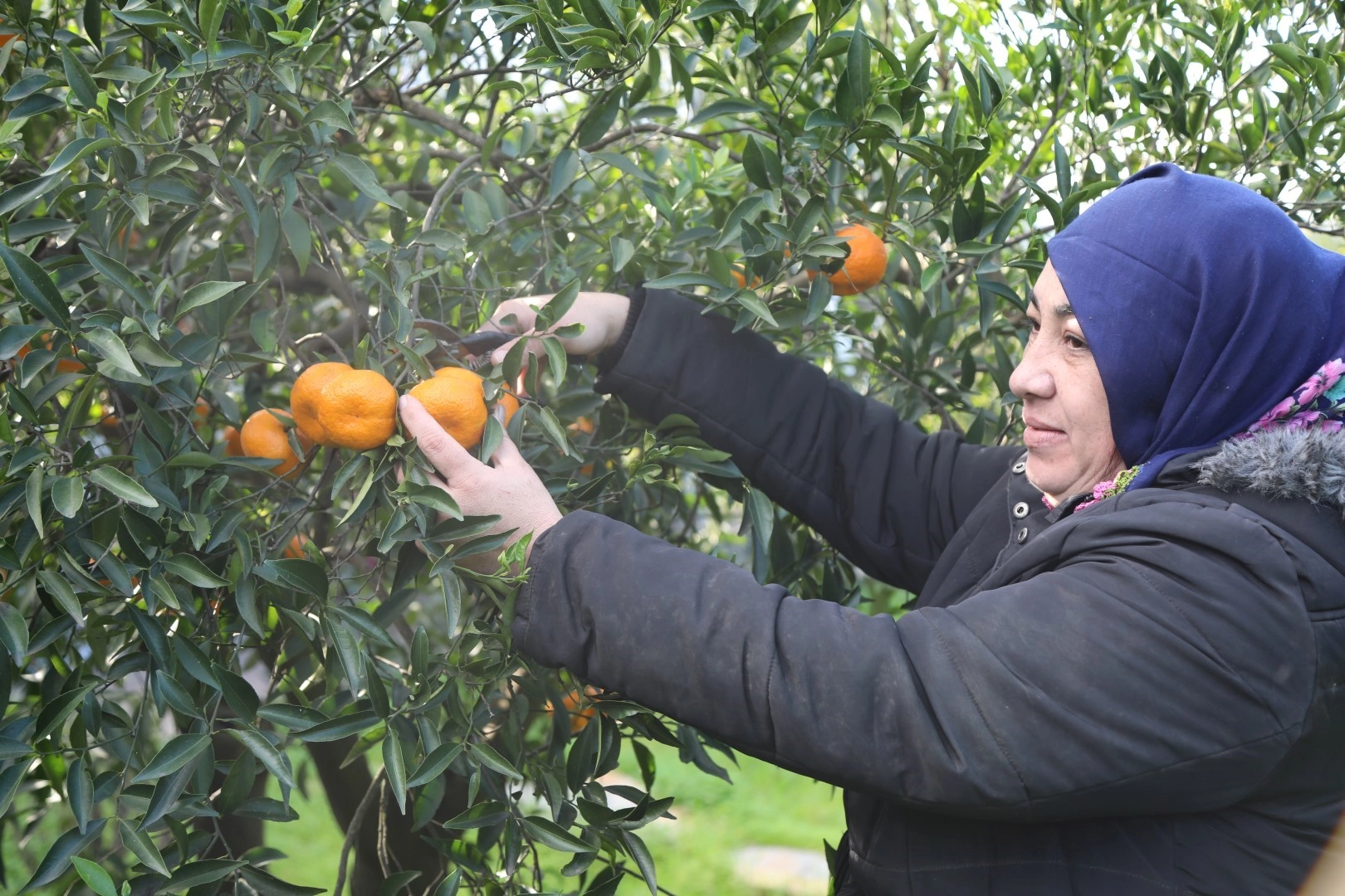 Bodrum mandalinası zincir marketlerde